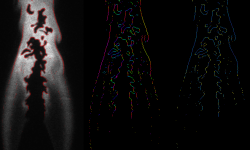 figure1 enlarged below